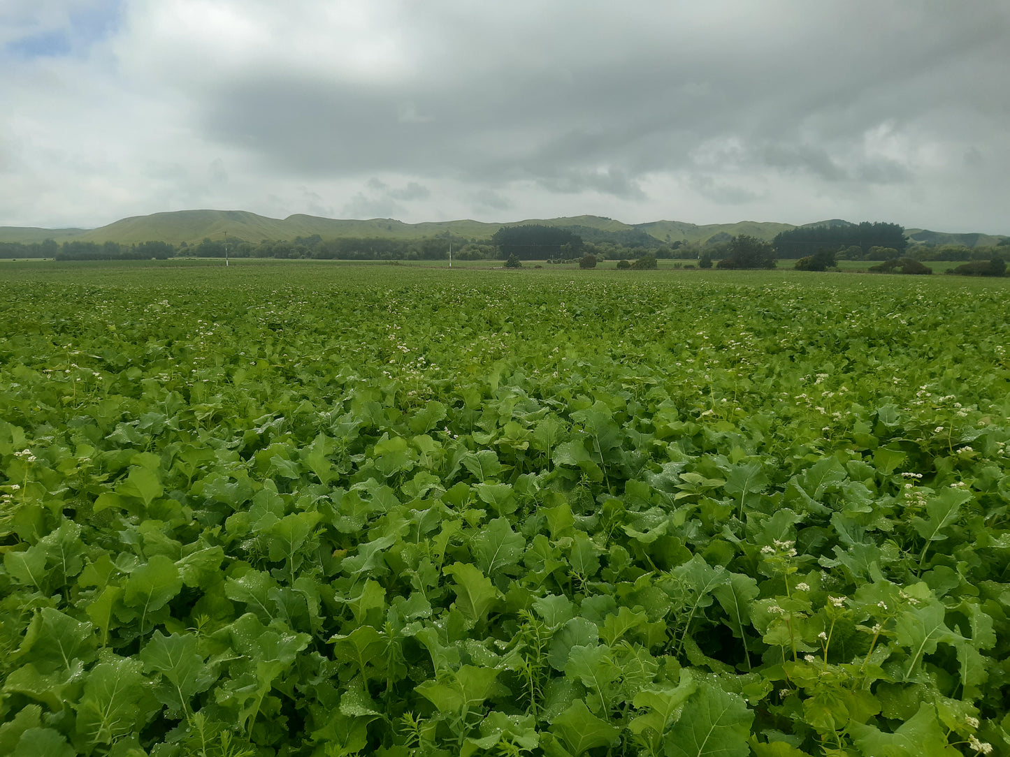 Summer Crop Mix