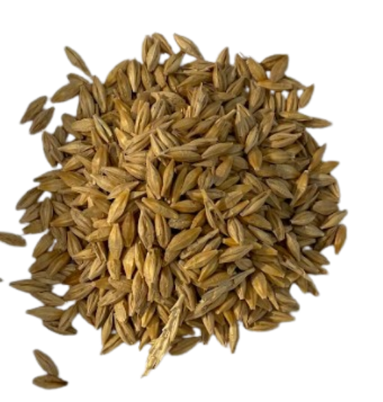 Forage Barley