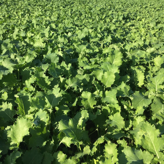 Forage Brassica