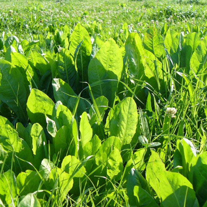 Herbivore Chicory