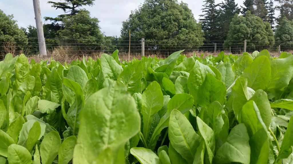 Herbivore Chicory