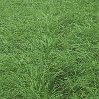 Contest Italian Ryegrass
