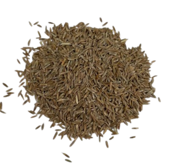 Contest Italian Ryegrass
