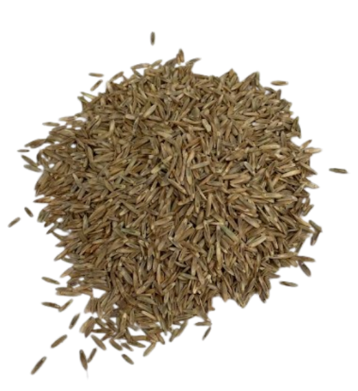 Dual Hybrid Ryegrass