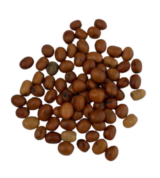 Faba Beans