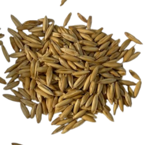 Forage Oat