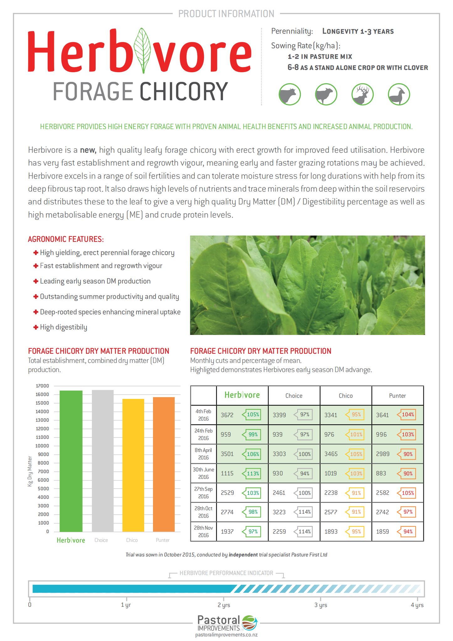 Herbivore Chicory