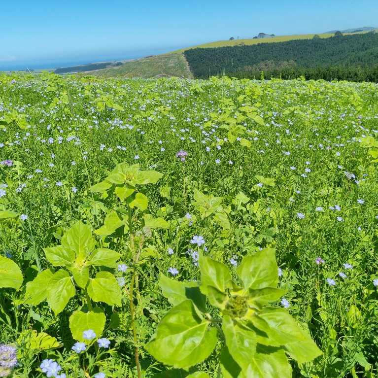 Summer Crop Mix