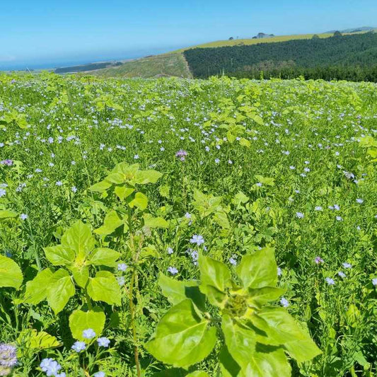 Summer Crop Mix