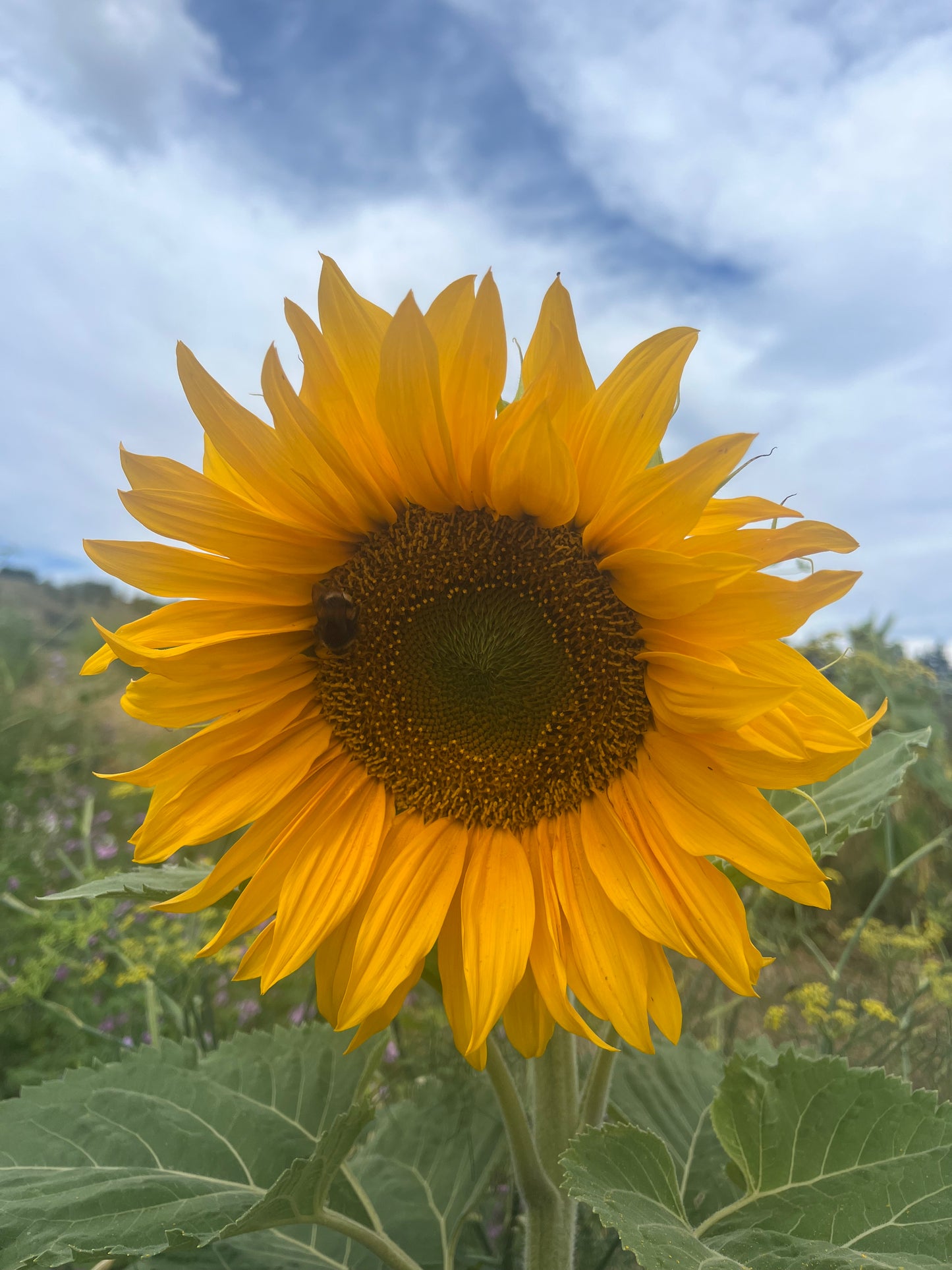 Sunflower