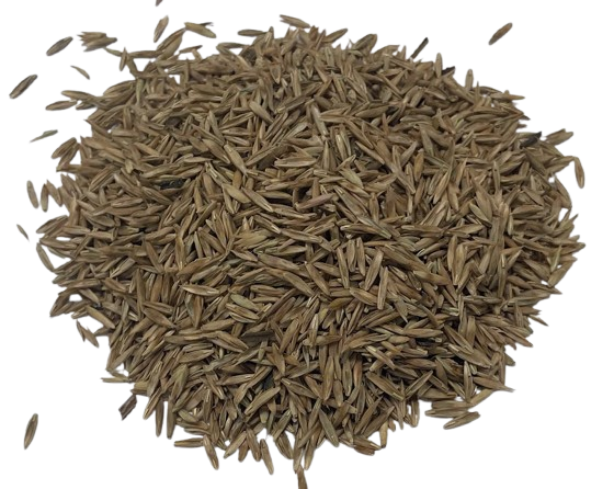 Meadow Fescue