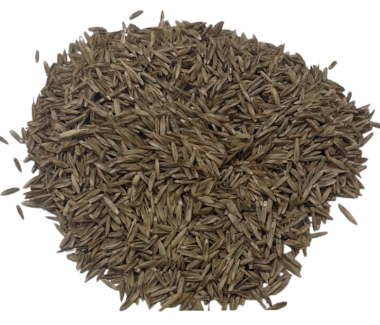 Nui Perennial Ryegrass