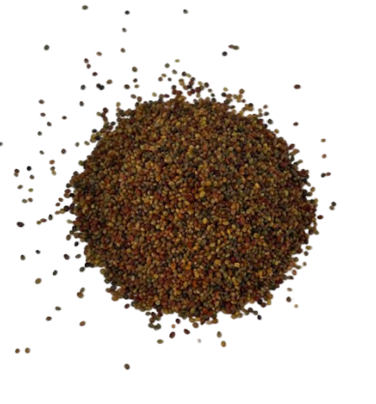 Persian Clover