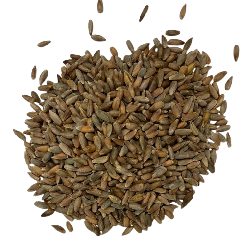 Ryecorn