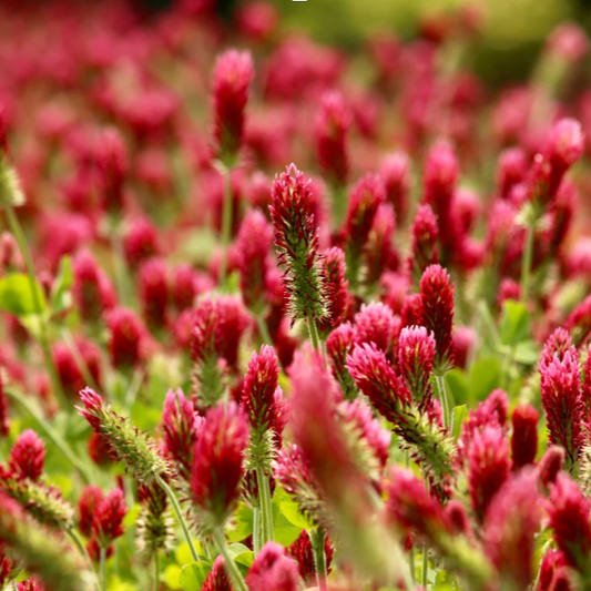 Captain Crimson Clover