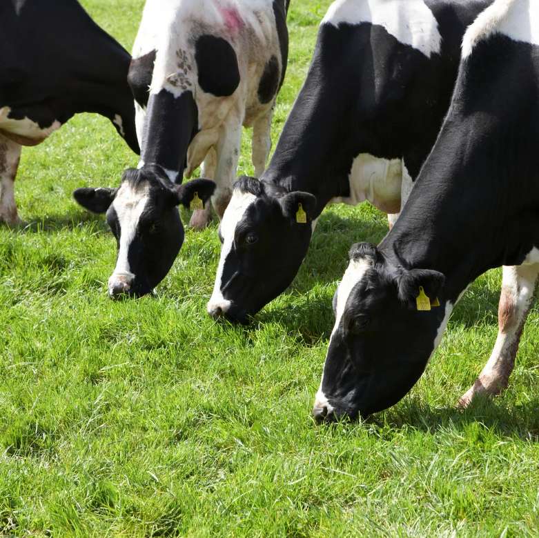 Nui Perennial Ryegrass