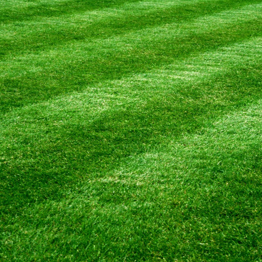 Pitch Perfect Turf Ryegrass