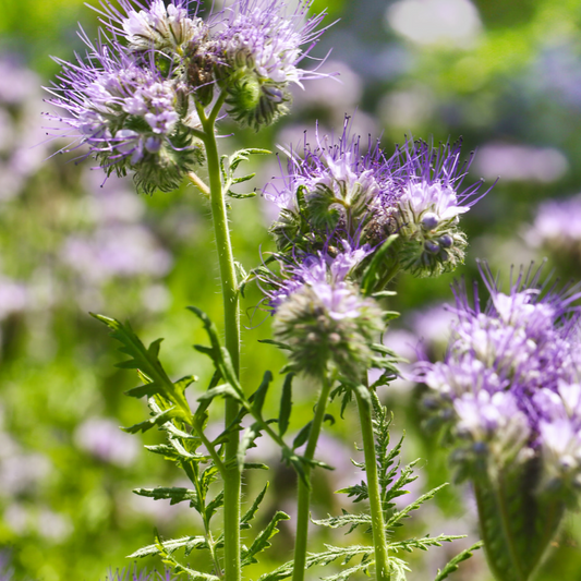 Phacelia