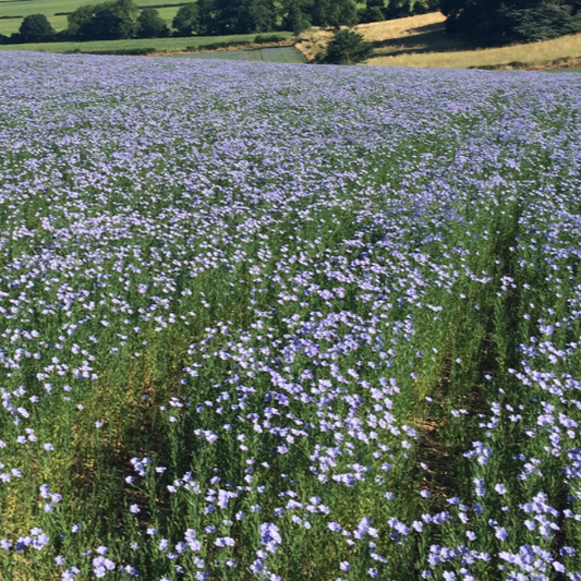 Linseed