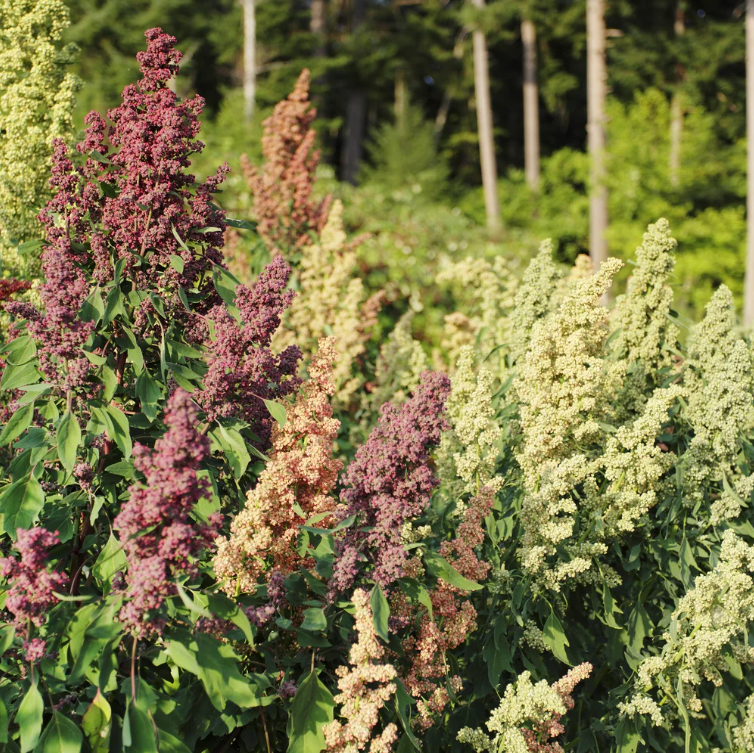 Quinoa