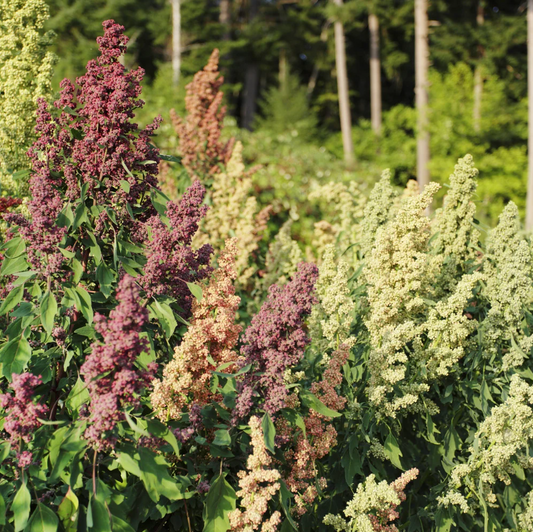 Quinoa