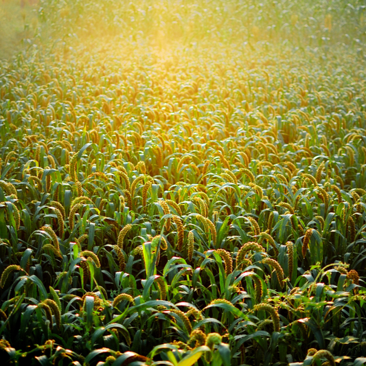 Millet