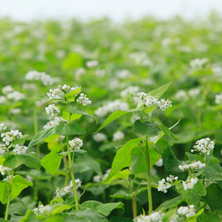 Buckwheat