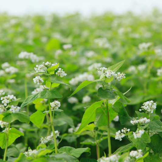 Buckwheat