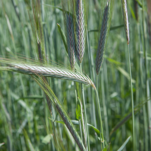 Ryecorn