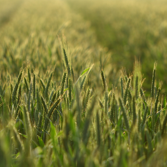 Triticale