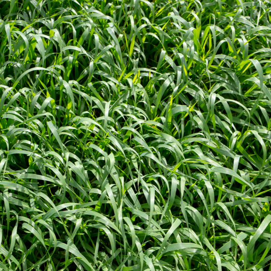 Forage Barley