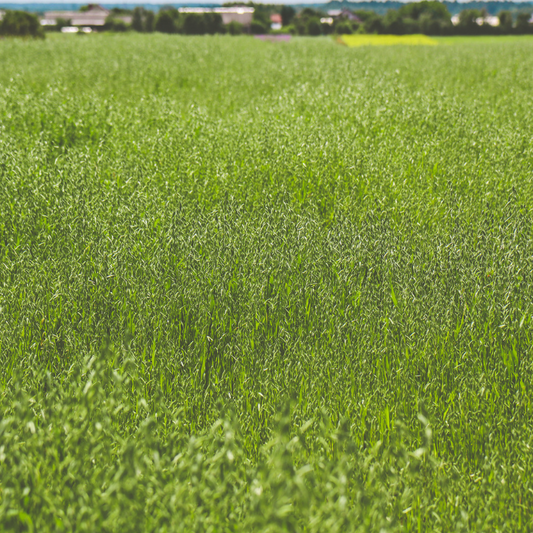 Forage Oat