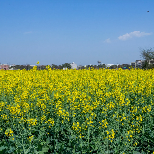 Mustard
