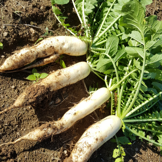 Radish