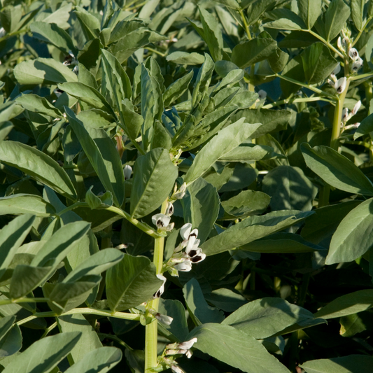 Faba Beans