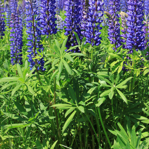 Blue Lupin