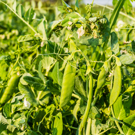 Forage Pea