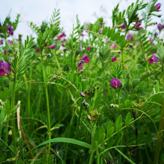 Vetch