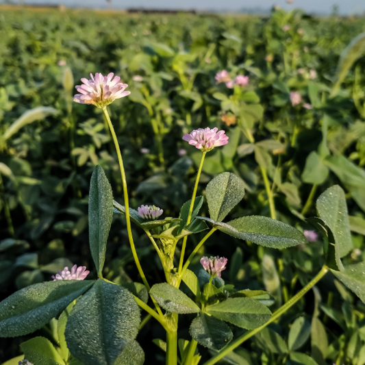 Persian Clover