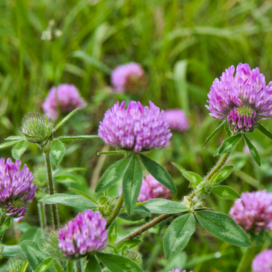 Red Rascal Red Clover