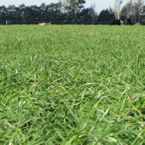 Afterburner Annual Ryegrass