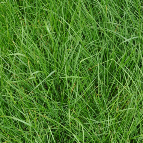 Tactic Perennial Ryegrass