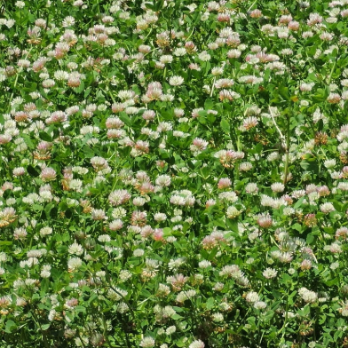 Balansa Clover