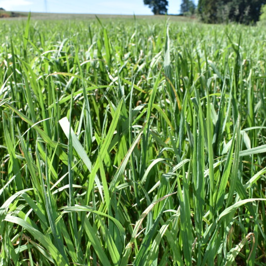 Brome
