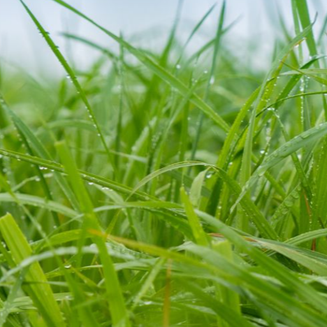 Prairie Grass