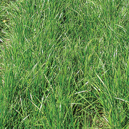 Meadow Fescue