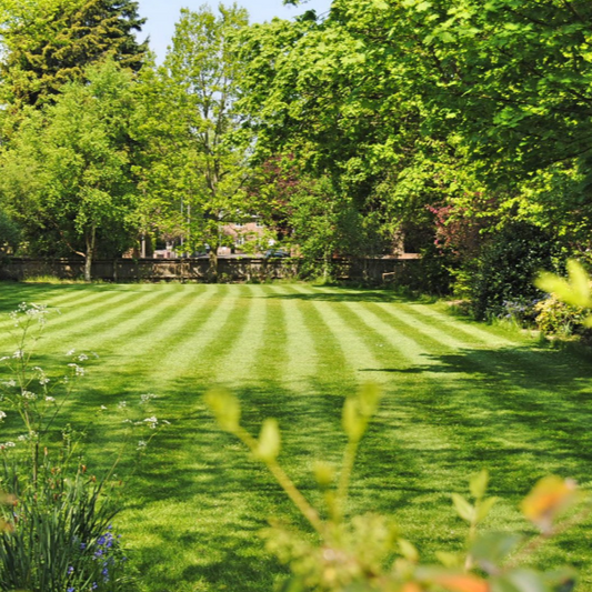 Tough Turf Blend