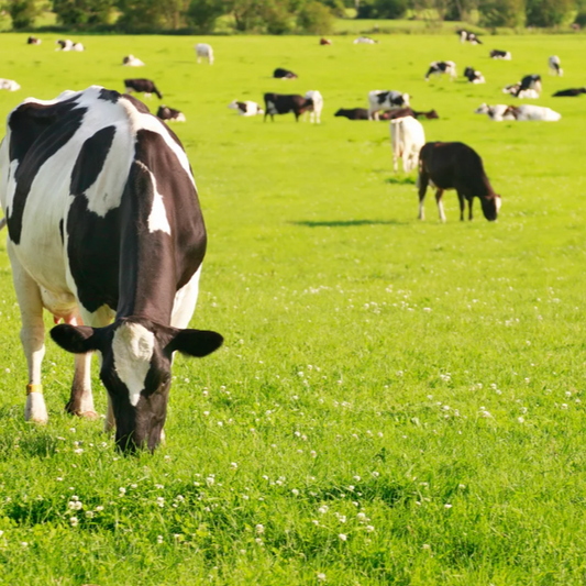 Ryegrass & White Clover Mix
