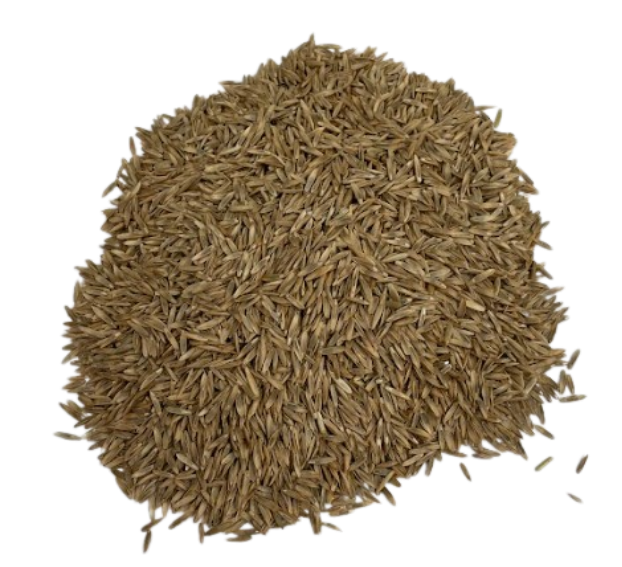 Tactic Perennial Ryegrass