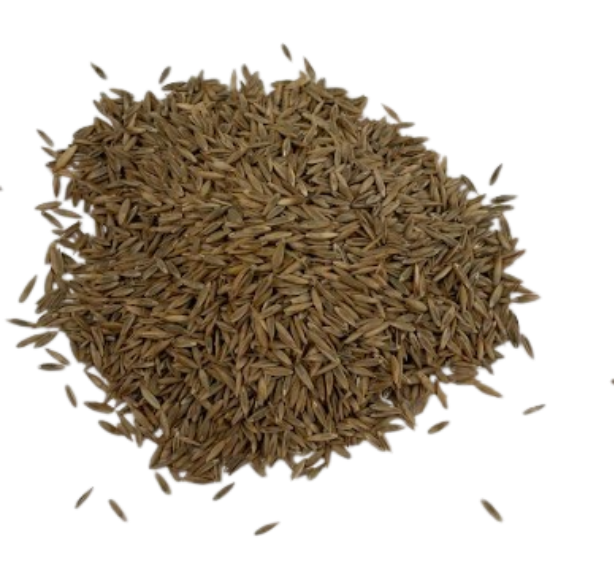 Tall Fescue